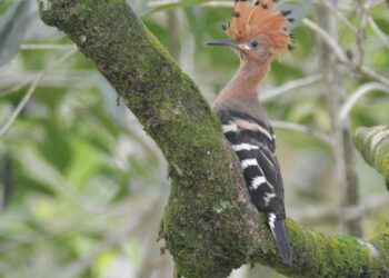 SEEKOR burung hud-hud yang dirakamkan bertenggek di pokok batai laut dalam Taman Tasik Taiping, Perak baru-baru ini. – IHSAN PERHILITAN
