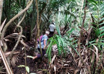 ORANG Asli suku Temuan di Kampung Busut Baru menjadikan Hutan Simpan Kuala Langat Utara tempat mencari rezeki.