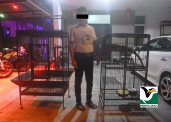  SEBAHAGIAN hidupan liar yang dirampas di sebuah premis di Cyberjaya, Selangor, baru-baru ini. - IHSAN PERHILITAN