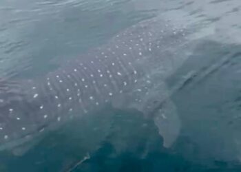 KEMUNCULAN ikan yu paus di perairan Kuala Perlis kebelakangan ini menarik perhatian memandangkan spesis unik berkenaan sememangkan sukar ditemukan.- UTUSAN