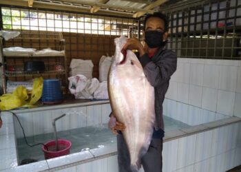 MOKHTAR Mohamad menunjukkan ikan belida yang ditangkap seberat lapan kilogram di Sungai Jelai berdekatan Kampung Gading di Lipis, Pahang. - FOTO/HARIS FADILAH AHMAD