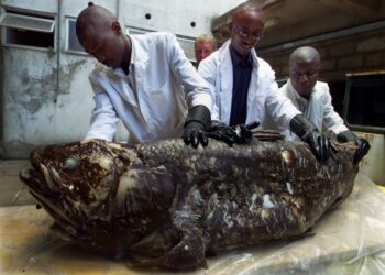 PETUGAS di Muzium Kebangsaan Kenya menunjukkan ikan Coelacanth yang ditangkap oleh seorang nelayan di Malindi, pada 2001. -AFP
