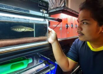 MUHD. Najmi Zakaria menunjukan anak ikan toman bunga peliharaannya di Taman Kulim, Kulim hari ini. - UTUSAN/AZAHAR HASHIM