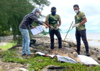 ROSNANI NAZRI (kiri) bersama Syamil Abdul Rahman memeriksa bangkai ikan lumba-lumba keenam ditemukan terdampar sepanjang bulan ini di pesisir pantai Kuala Perlis, Perlis semalam.– UTUSAN/MOHD. HAFIZ ABD. MUTALIB