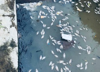 KEADAAN  puluhan ikan mati di kolam takungan hujan Taman Seremban Tiga, Seremban, Negeri Sembilan, baru-baru ini.