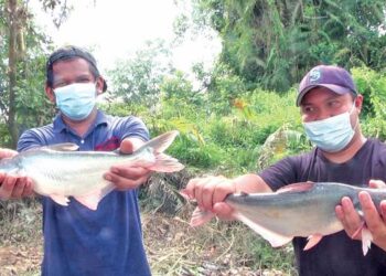 MOHAMAD FIKRI Abdul Rahman (kanan) bersama seorang pengusaha ternakan menunjukkan ikan patin yangtidak laku di pasaran di Kampung Paya Kecil, Temerloh, Pahang hari ini. - HARIS FADILAH AHMAD