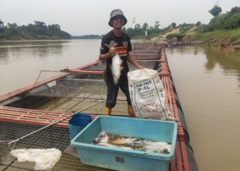 MOHD. Shafiq Rodzuan antara penternak ikan patin dalam sangkar di Kuala Krau, Pahang yang mengalami masalah memasarkan hasil ternakan tersebut. – UTUSAN/SALEHUDIN MAT RASAD