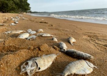 IKAN didakwa jenis Tamban Pias yang dikatakan dibuang nelayan kerana tiada nilai komersial terdampar di sepanjang pantai Telok Gong, Alor Gajah, Melaka. - FOTO/DIYANATUL ATIQAH ZAKARYA