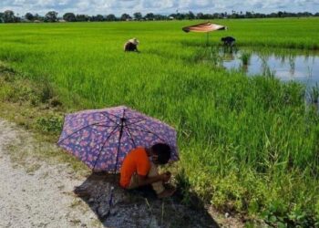 INILAH gambar yang ditemukan penulis dalam media sosial menunjukkan sepasang suami isteri membanting tulang manakala anak mereka bermain di tepi sawah.
