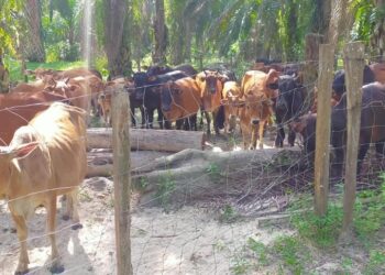 LEMBU dan kerbau dibawa dari Thailand setakat ini bebas daripada sebarang penyakit. - IHSAN JPV