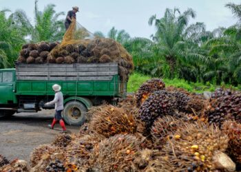 Larangan eksport sawit oleh Indonesia memberi manfaat kepada negara. - GAMBAR HIASAN