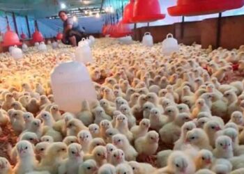 Penternak ayam dakwa alami kerugian besar sepanjang pelaksanaan Skim Harga Maksimum Keluarga Malaysia apabila menanggung kenaikan kos pengeluaran.
