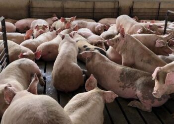 GAMBAR hiasan. Tindakan pantas melupuskan seribu ekor babi bertujuan
mengurangkan penyebaran penyakit demam babi. – BETH FERRY,
MICHIGAN STATE UNIVERSITY