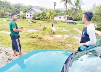 RAIHAN Mohammad (kiri) bersama rakannya Afifidaus Mat Yusof memantau lembu ternakan mereka dengan ‘berkhemah’ di dalam kereta jenis Proton Saga selepas banjir melanda Kampung Serongga, Pasir Mas, Kelantan-UTUSAN/ROHANA ISMAIL