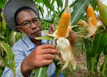 Bekalan jagung bijian perlu dupertingkatkab bagi menampung keperluan penghasilan makanan ternakan.-GMABR HIASAN