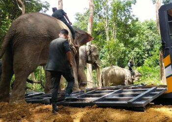 OPERASI menangkap  gajah liar yang mengganggu tanaman penduduk ditangkap di Kampung Sungai Tias, Kuala Krai, Ahad lalu.
