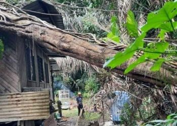 BATANG pokok jering tua yang tumbang menghempap bahagian belakang rumah Norhazlina Nordin menyebabkan kerosakan bumbungdalam kejadian ribut di Kampung Seberang Guai di Bera, Pahang. - IHSAN MUIP BERA