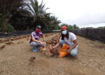 BORHANUDDIN Samsudin (kanan) menerima kunjungan Pengurus Felda Lok Heng Timur, Mohd. Aswat Othman yang melihat perkembangan projek ternakan ayam kampung di Felda Lok Heng Timur di Kota Tinggi, Johor. - UTUSAN/MASTURAH SURADI