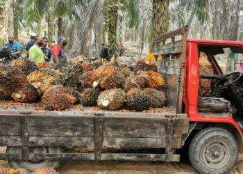 LORI digunakan dua suspek yang ditahan selepas disyaki mencuri buah kelapa sawit penduduk di Blok 12, Felda Sungai Mas, Kota Tinggi di Johor.