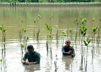 ABDUL Rahman Sulong (kanan) bersama pembantunya, Minhat Othman memeriksa pokok bakau yang telah ditanam di bekas kolam undang di Pulau Tanjung Surat, Kota Tinggi, Johor, hari ini. - FOTO/RAJA JAAFAR ALI