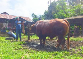 ZULKIFLI Yaacob menunjukkan cara memandikan Jogho di Kampung Keluat, Bachok, Kelantan, hari ini.