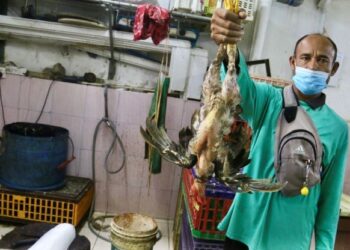 PENJUALAN ayam hidup di premis warga asing dekat George Town, Pulau Pinang.  – Utusan/Amir Irsyad