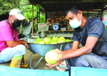 ABU Hassan Saad (kanan) membersihkan sebahagian hasil buah jambu batu yang ditanamnya sambil diperhatikan Amir ketika ditemui di kebun mereka di Kampung Semerbok, Rembau.-UTUSAN/NOR AINNA HAMZAH