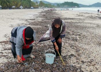 NASERIAH Husain (kiri) dan Ruhaya Mohd. Hassan  mengutip siput kabung di Pantai Chenang, Langkawi, Kedah semalam.