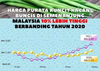 LONJAKAN harga kacang buncis di seluruh negara diramal berlaku awal bulan depan. – Foto ihsan FAMA