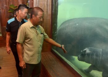 ABDUL Kadir Abu Hashim (kanan) melihat anak badak air yang diberi nama Jaguh pada Majlis Berendoi Baby Hippo di Sunway Lost World of Tambun di Ipoh hari ini. - UTUSAN/ZULFACHRI ZULKIFLI.