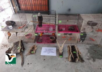 ANTARA sebahagian hidupan liar tanpa lesen yang dirampas Perhilitan di Pahang baru-baru ini. – IHSAN PERHILITAN