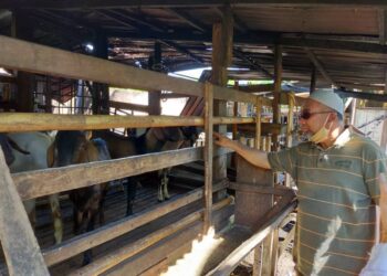 BADRISHAH Zamzuri melihat kambing yang ditempah untuk ibadah aqiqah yang terselamat dalam kebakaran kandang di Taman Temara, Ipoh semalam. 