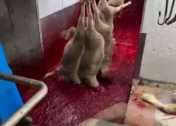 Tangkap layar menunjukkan beberapa ekor kambing dipercayai dilemaskan dalam takungan darah di sebuah pusat penyembelihan. - GAMBAR SUMBER