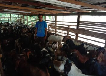 MOHAMAD Rezuwan Mazlan bersedia untuk menyerahkan ternakan kambingnya yang ditempah untuk ibadat korban di kandang miliknya di Relau, Pulau Pinang.