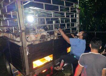 SEBAHAGIAN kambing yang berjaya diselamatkan dalam operasi pemindahan ternakan ketika banjir oleh pihak JPV Terengganu semalam. - GAMBAR IHSAN JPV