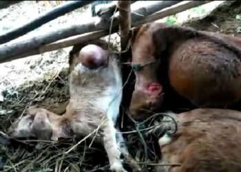 KEADAAN kambing yang mati diserang haiwan misteri di Gunungkidul. - AGENSI
