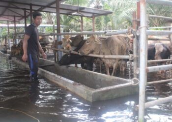 MOHD. Aliffi Abu Khairi bersama ternakan lembu di kandangnya yang dinaiki air di Kampung Jawa Ulu, Ayer Baloi, Pontian, Johor. - UTUSAN/MUHAMMAD ZIKRI