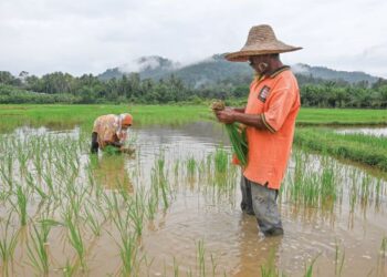 PENDUDUK Kampung Temian Jerung, Pengkalan Berangan, Marang, Terengganu mencedung padi yang menjadi sumber rezeki mereka. - UTUSAN/PUQTRA HAIRRY