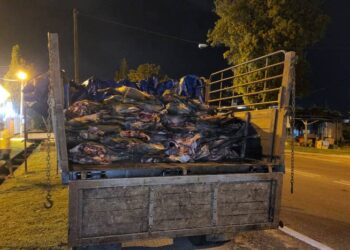 LORI yang membawa karkas babi hutan ditahan PGA dalam serbuan di sebuah pangkalan haram dekat Pengkalan Kubor, Tumpat, Kelantan. - IHSAN PGA