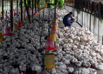 Wujud kebimbangan para penternak kecil  langkah kerajaan menghentikan sepenuhnya subsidi dan harga kawalan bagi ayam akan memudahkan lagi pihak kartel memanipulasi harga.
- GAMBAR HIASAN