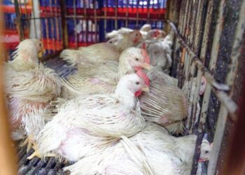 PERSATUAN penternakan ayam kontrak mahu harga subsidi ayam dinaikkan kepada 30 sen sekilogram.