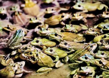 TERNAKAN katak secara komersial mampu beri pendapatan lumayan kerana permintaan haiwan amfibia ini amat popular di seluruh dunia. - GAMBAR MEDIA SOSIAL