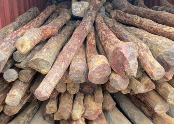 KAYU cendana merah yang  dirampas JKDM.