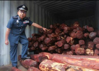 JOHARI Alifiah menunjukkan rampasan kayu merah di Dewan Serbaguna Pejabat Kastam Dengkil, Selangor hari ini. - UTUSAN/FAISOL MUSTAFA