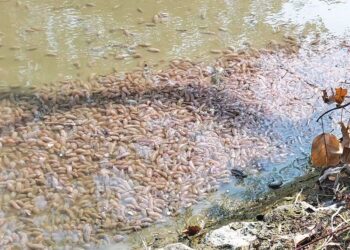 BRONOK yang dihanyutkan arus dari pesisir pantai ke kawasan sungai di Sungai Melaka, Padang Matsirat di Langkawi, Kedah. - UTUSAN/NUR AMALINA AZMAN