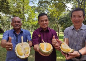 AZMAN Nasrudin (tengah) bersama Pengarah Pertanian Kedah, Ramli Abdul Rahman (kiri) dan Teoh Seng Khoon menunjukkan dua vakrieti durian baharu bagi negeri Kedah di Kampung Ketapang, Sungai Tok Pawang, Bedong. -UTUSAN/NUR SYAZWANA MANSOR