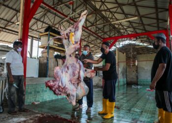 KAKITANGAN  Tenang Agro Farm melapah daging lembu korban sempena Hari Raya Aidiladha di Kampung Semeliang, Kuala Nerang, Padang Terap hari ini. - UTUSAN/ SHAHIR NOORDIN