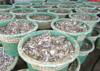 SEBAHAGIAN daripada anak ikan yang mati akibat terperangkap oleh bot pukat tunda di perairan Kuala Muda, Sungai Petani, Kedah. - FOTO/NUR SYAZWANA MANSOR