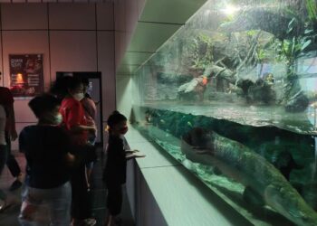 PELANCONG tidak melepaskan peluang untuk melihat hidupan laut di Underwater World Langkawi apabila berkunjung ke Langkawi, Kedah. - UTUSAN/NUR AMALINA AZMAN