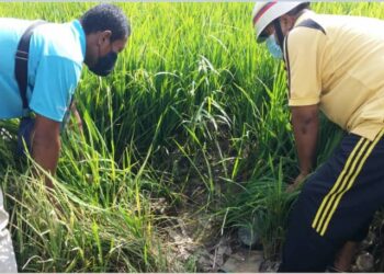 MOHD. Shukri Rejab (kiri) dan Abd. Rahim Jaafar menunjukkan sawah mereka yang kering di Kampung Guar Lobak, Sidam Kanan, Padang Serai, Kedah. - UTUSAN/OTHMAN YAHAYA